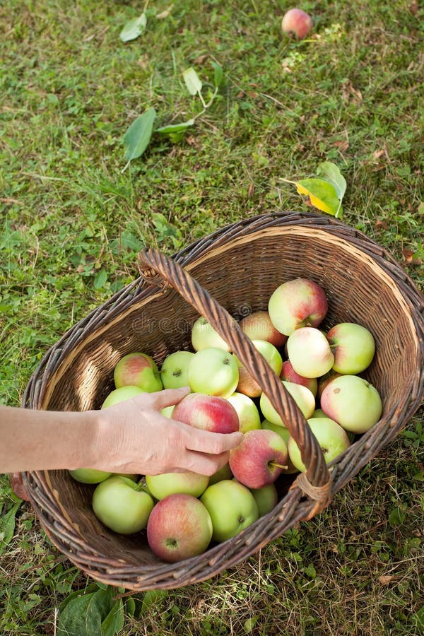 Harvest of apples stock photo. Image of outdoor, food 30506172