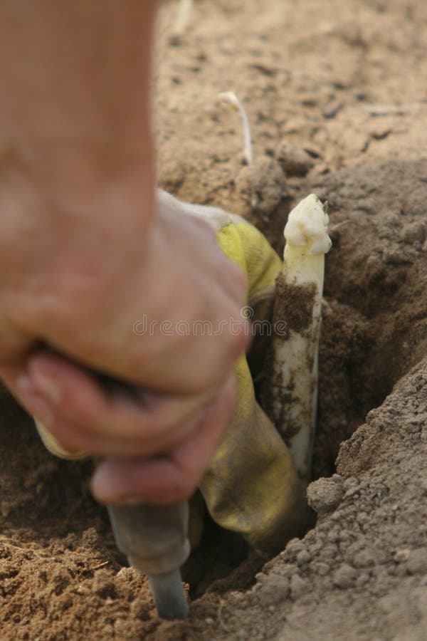 Green Asparagus Spears Growing Stock Photo Image of pick, plant 9315498
