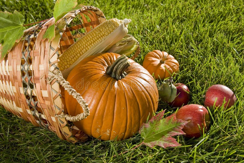 Harvest basket