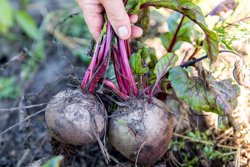 Harvest beet in the autumn stock photo. Image of beets 76639476