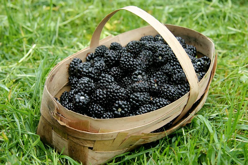 Blackberries in a basket stock photo. Image of healthy 30256456