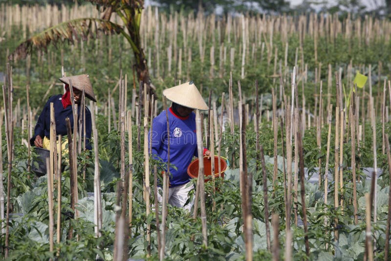 Harvest chili editorial stock image. Image of indonesia 39295579