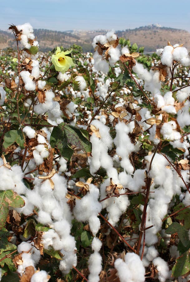 Harvest Of Cotton Picture. Image 26897285