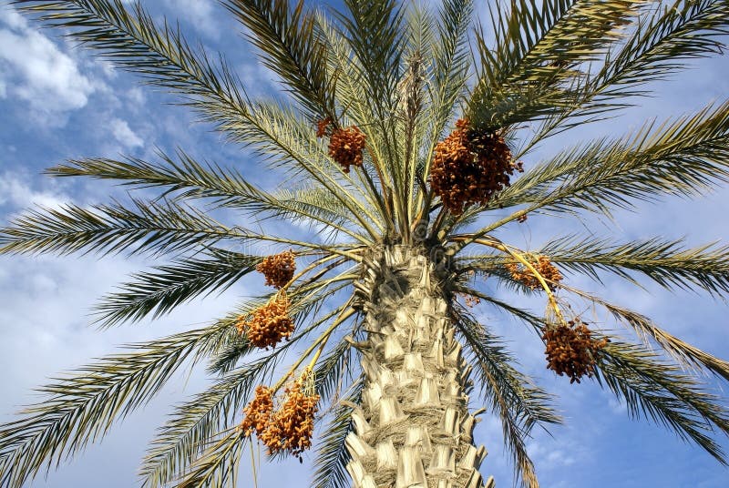Harvest of dates stock image. Image of tree, branch, date 10669041