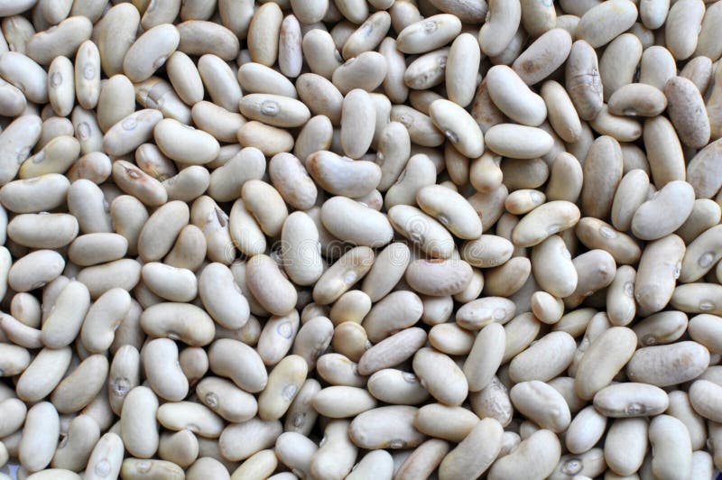 Harvest from dry beans stock image. Image of eating 261816361