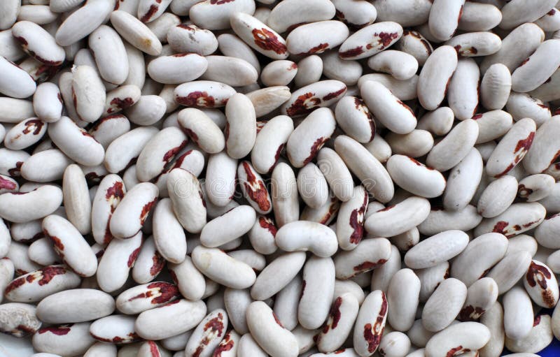 Harvest from dry beans stock image. Image of grains 261816375