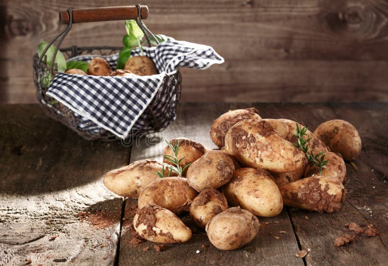 Harvest of farm fresh potatoes