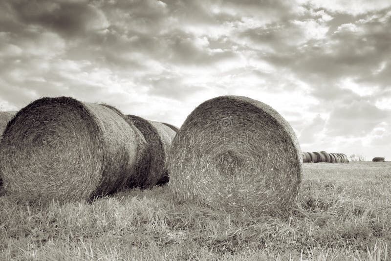 Harvest field bale of straw