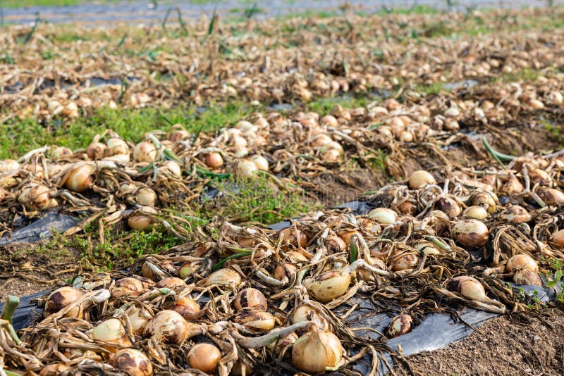 Harvest of Fresh Onion during Harvesting on Farmer Field Stock Photo