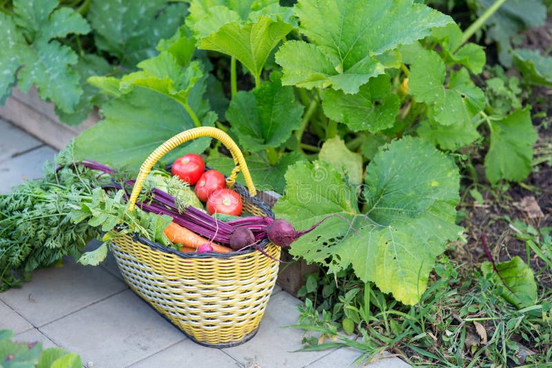 Harvest of Fresh Vegetables Stock Image Image of carrot, food 73273575