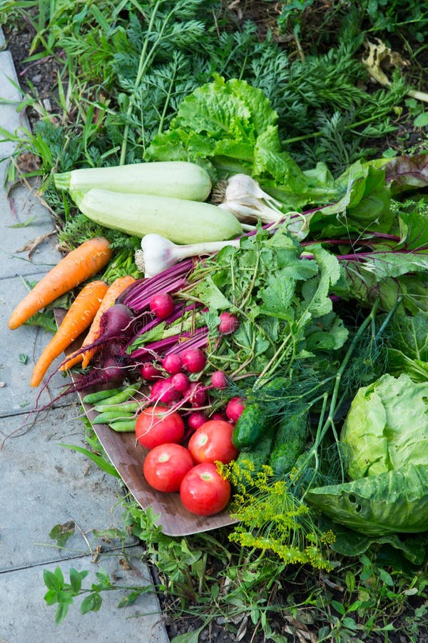 Harvest of Fresh Vegetables Stock Photo Image of garden, group 73272104