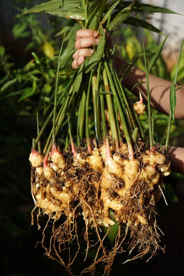 Harvest ginger in the garden stock image