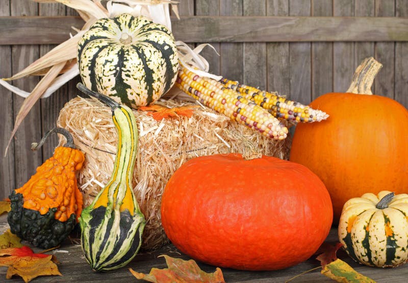 Harvest Gourds stock image. Image of indian, corn, squash 21299813