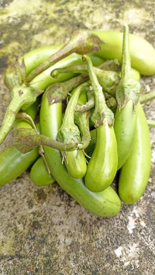 Harvest Green Eggplant in the Back Garden Stock Photo Image of