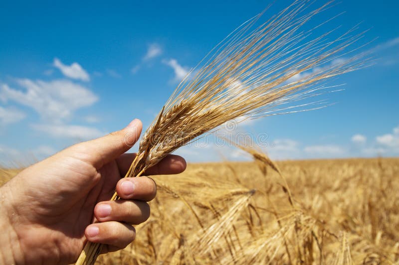 Harvest in hand stock photo. Image of field, bread, oats 19592478