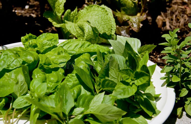 Harvest herbs from a garden