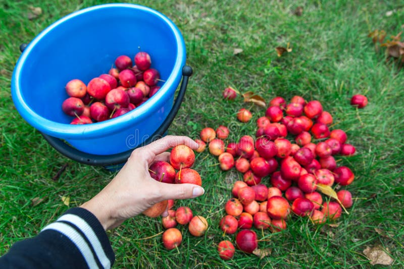Harvest. a Man`s Hand Puts Freshly Picked Crab Apples in a Bucket Stock