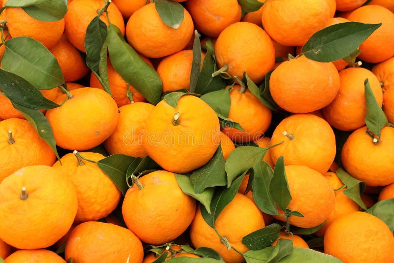 Harvest of mandarins varieties clementines