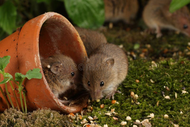 Harvest Mice in Natural Habitat Stock Photo Image of background