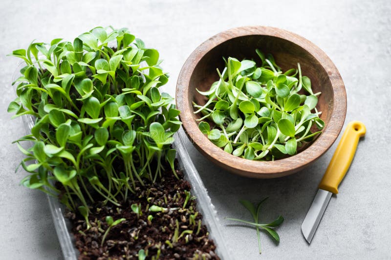 Harvest of Milk Thistle Microgreens Sprouts Stock Photo Image of diet