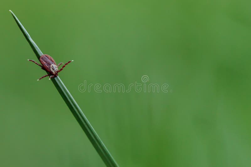 Harvest mite on the grass royalty free stock image Harvest mite on the grass royalty free stock image