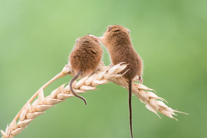 Harvest Mouse stock photography Harvest Mouse stock photography