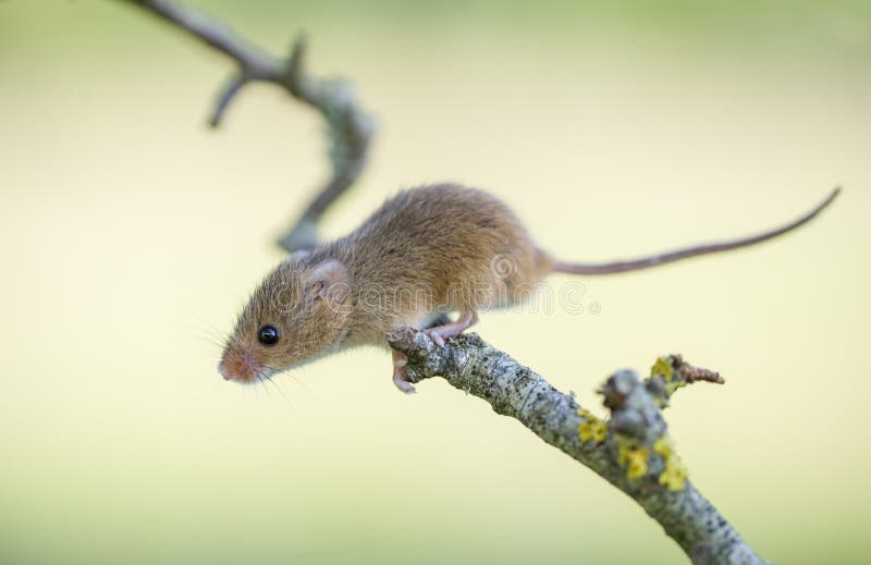 169 Mice Sitting On A Tree Branch Stock Photos, Pictures Royalty