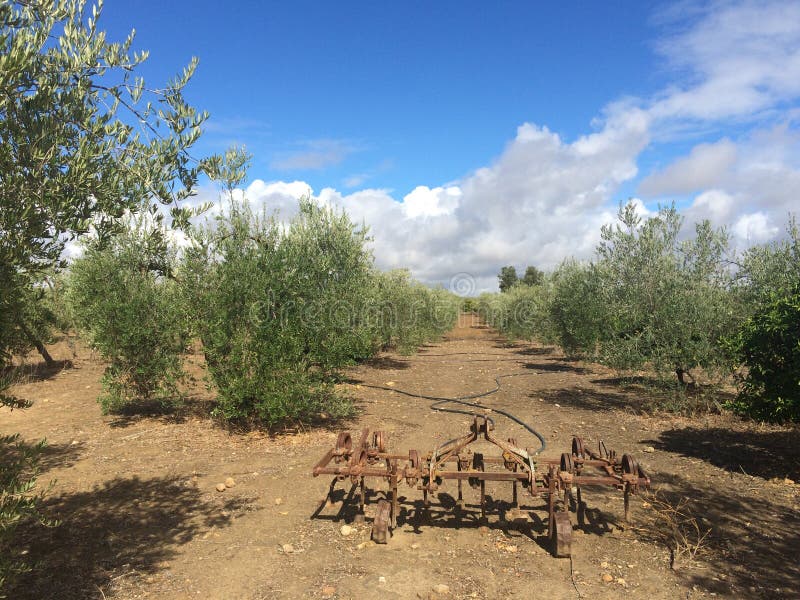 Harvest of olives by hand stock photo. Image of olive 60736772