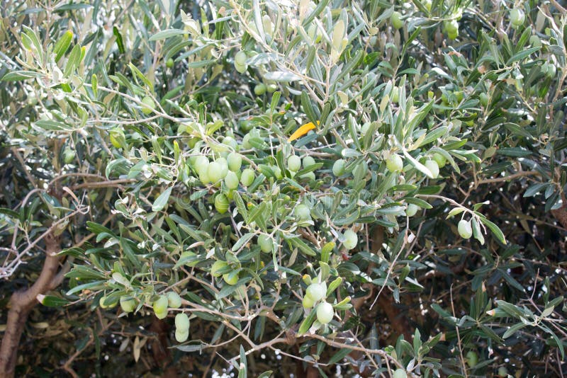 Harvest olives in Sicily stock photo. Image of branch 162742434