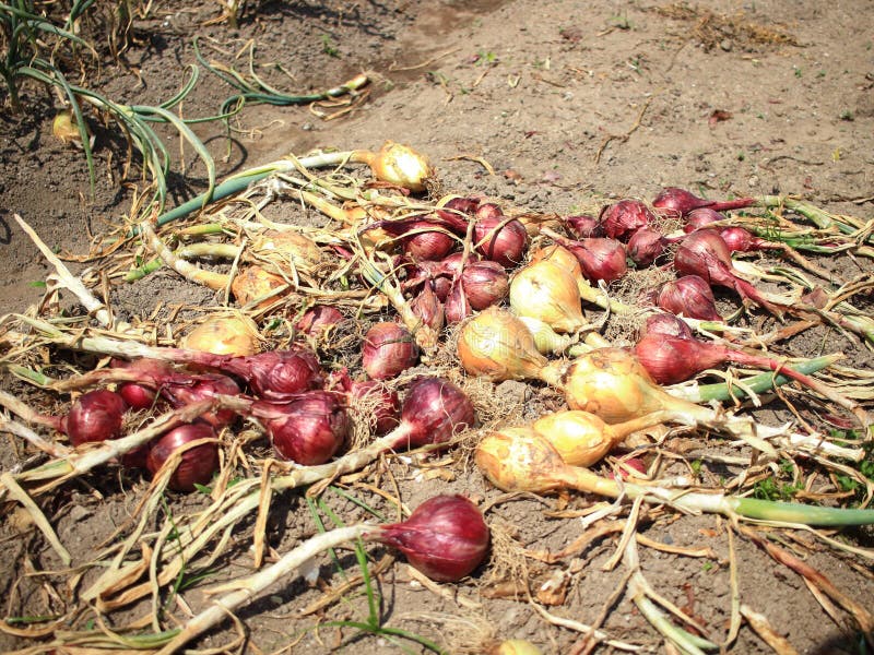 Harvest of Onion Yellow and Red Straw Stock Image Image of onion