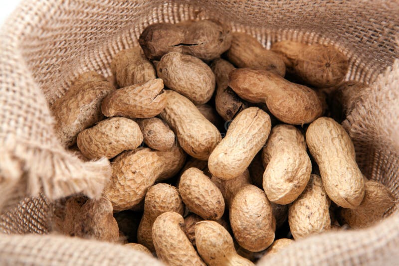 Harvest of Peanuts in the Bag Close Up Stock Image Image of balmy