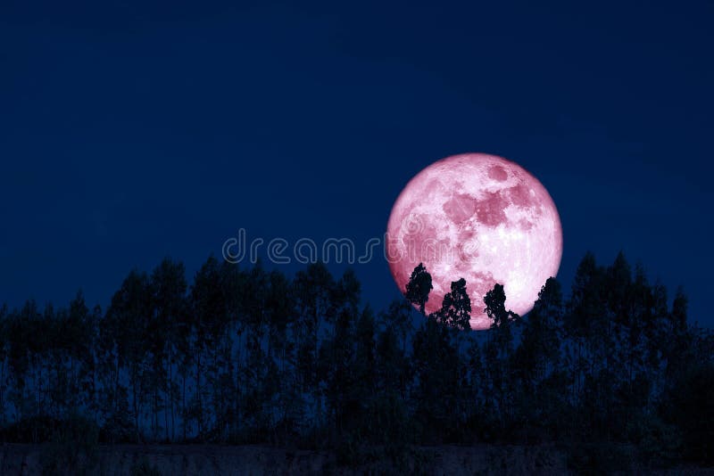 harvest pink moon on night sky back over silhouette pines tree and cloud background