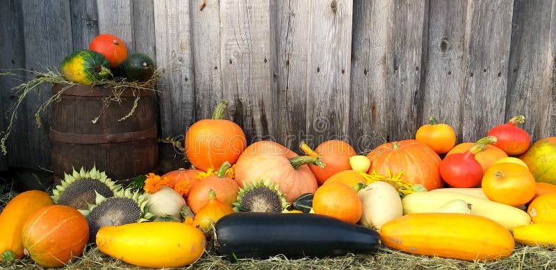 The harvest of pumpkins and zucchini lies in the hay near the old barn
