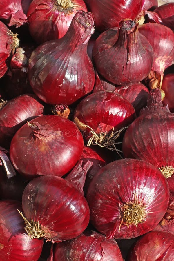 Harvest of red onion stock photo. Image of bulb, plant 14575204