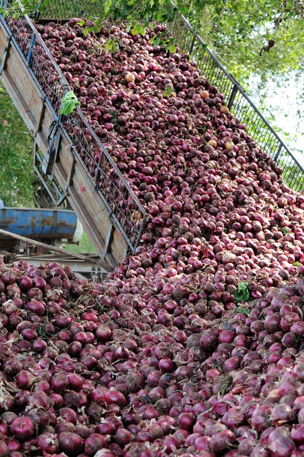 Harvest red onion stock photo. Image of china, onion 102990410