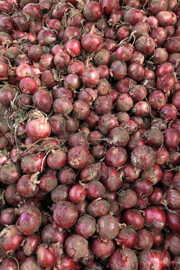 Harvest red onion stock image. Image of china, cultivated 105477401
