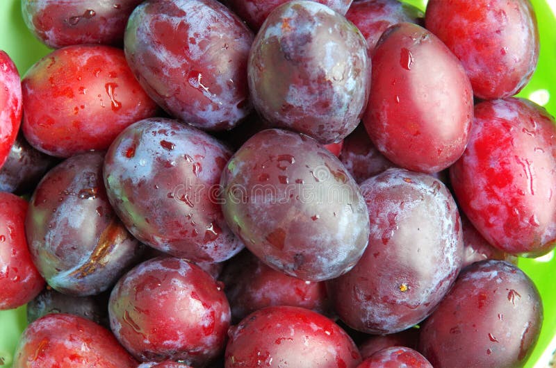 Farmer Shaking Down Plums from Trees at Harvest Stock Photo Image of