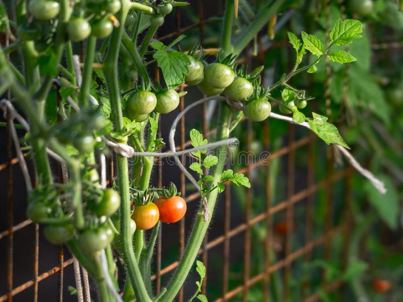 Harvest of Ripening Cherry Tomatoes in a Greenhouse, Mounted on a Grid