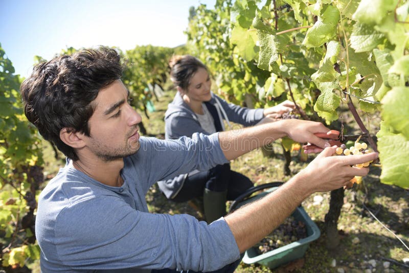 Harvest Season in Vineyards Stock Image Image of working, vineyards