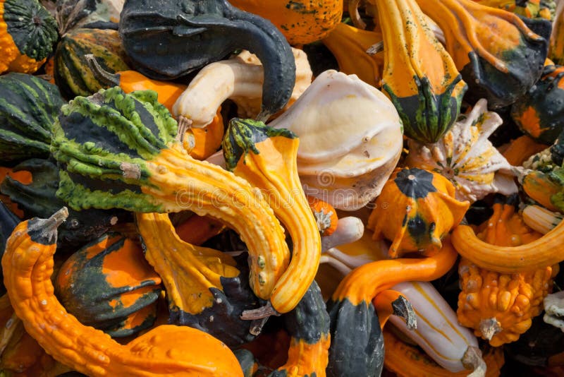 The Harvest of Squashes stock photo. Image of market 34983504