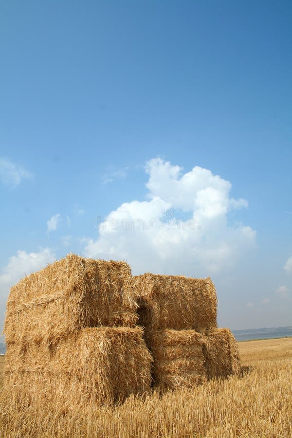 Harvest straw blue sky