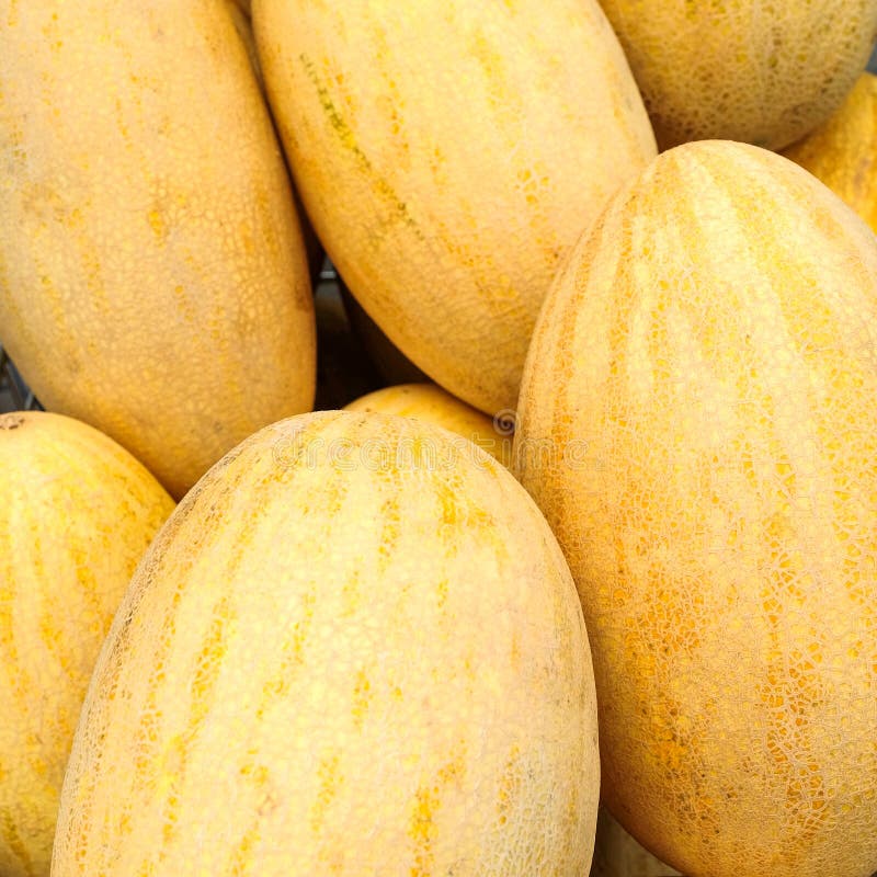 The Harvest of Summer, a Few Ripe Melons are One on One. Stock Photo