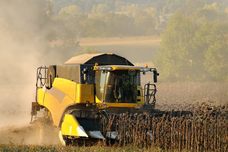 Harvest sunflower two