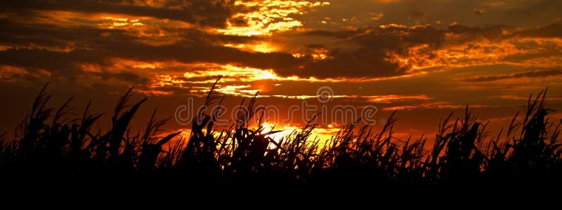 Harvest Sunset