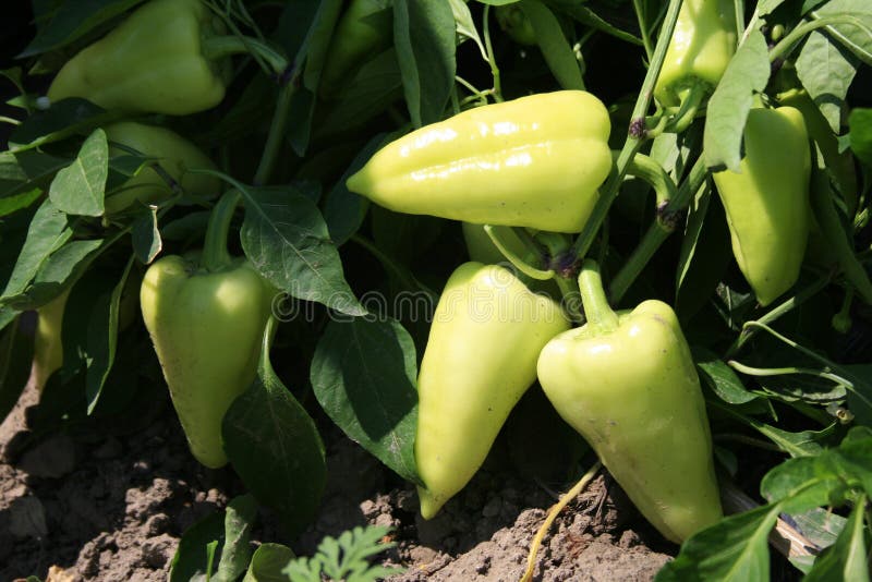 The Harvest of Sweet Pepper. Stock Image Image of green, farm 62159449