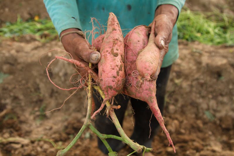 Fresh sweet potato holded by Asia farmer at organic farm. Fresh sweet potato holded by Asia farmer at organic farm.