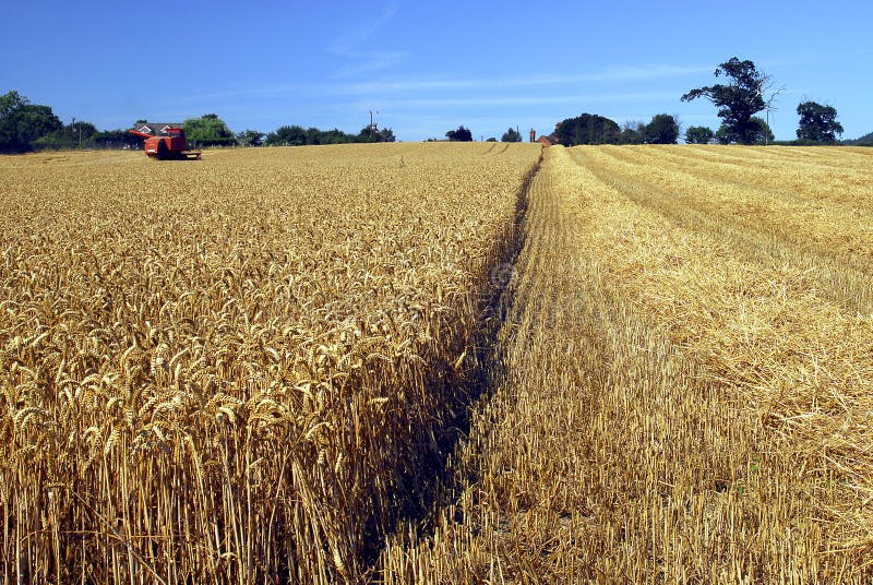 Harvest time