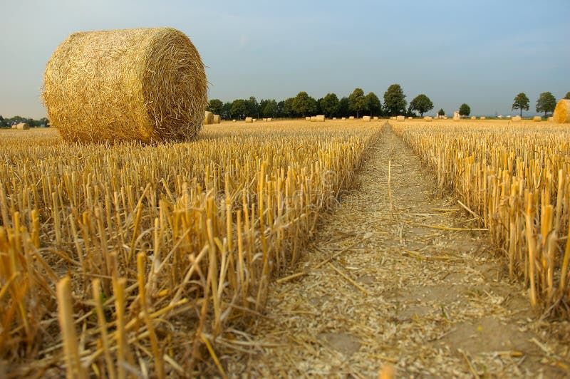 Harvest time