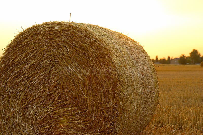 Harvest time