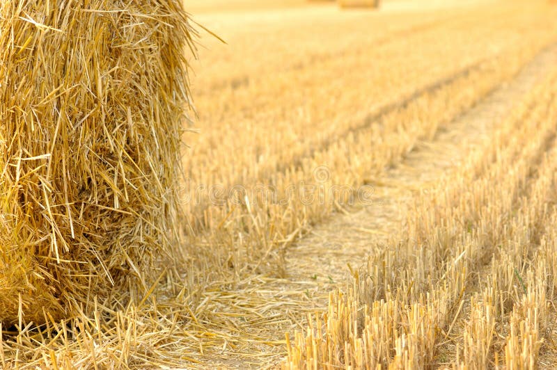 Harvest time